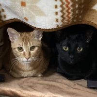 ないないさん