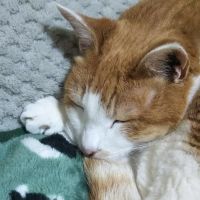 保護猫チロルのママ 会員画像