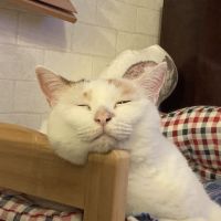 ohachimo 会員画像