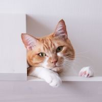 はりーまま 会員画像