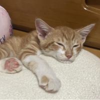 choco&raou 会員画像