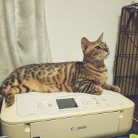 ニャジールさん