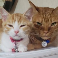 猫大好きださん