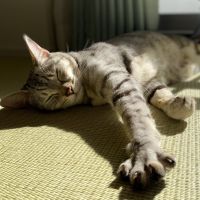 ムッさんさん