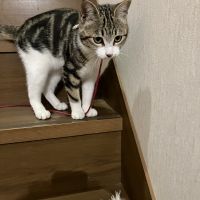 ななおねねこさん