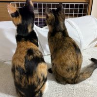 せり29さん