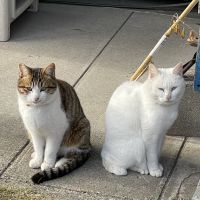 猫オチみやびさん
