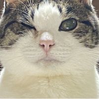 ふーちょびさん