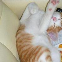 筆頭補佐G 会員画像