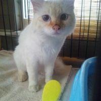 函館にゃん太 会員画像