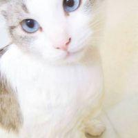 ロゼにゃんさん