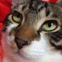 みなみねこ 会員画像