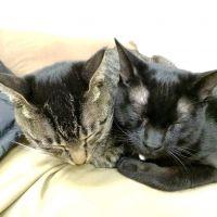 Gutugutugentenさん