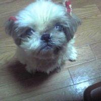 レオーネ 会員画像