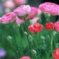 chelkei 会員画像