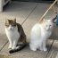 猫オチみやび