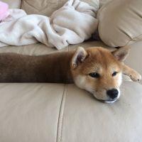 じばこま 会員画像