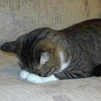 にゃろめろん 会員画像