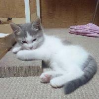 シーモナ 会員画像