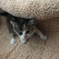 ぬこ猫侍