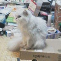 スノーべるべる 会員画像