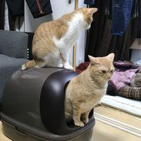 会員画像