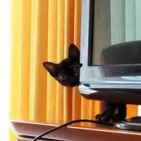 もちにゃ 会員画像