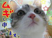 ムギ 会員画像