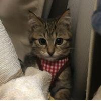 はちけん 会員画像
