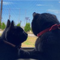 しいぽん 会員画像