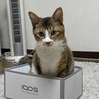 にゃにゃにゃーん 会員画像