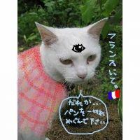 ギズモン 会員画像