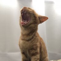 ぐいねこ 会員画像