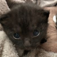 くろまめのクーちゃん 会員画像