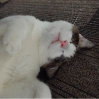 Mo-mi 会員画像