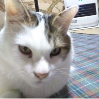 ペロミまま 会員画像