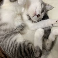 にゃいら 会員画像