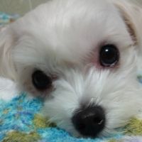 cocoたんママ 会員画像