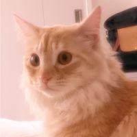 moco 838 会員画像