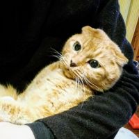 コクトラ 会員画像