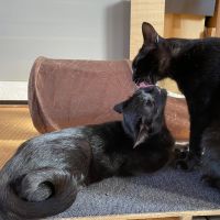 クロ2 会員画像