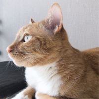 CozyCatShelter 会員画像
