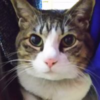 きょうこにゃん 会員画像
