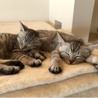 りのたんたん 会員画像