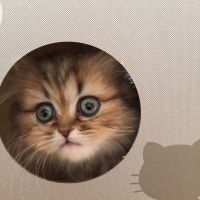 mimicococan 会員画像