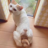 ペヤングちゃん 会員画像