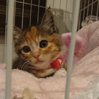 ふぅちゃ---ん 会員画像