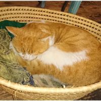 なァな 会員画像