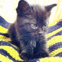 ねこくら 会員画像