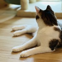 幸せを運ぶ猫さん